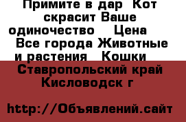 Примите в дар. Кот скрасит Ваше одиночество. › Цена ­ 0 - Все города Животные и растения » Кошки   . Ставропольский край,Кисловодск г.